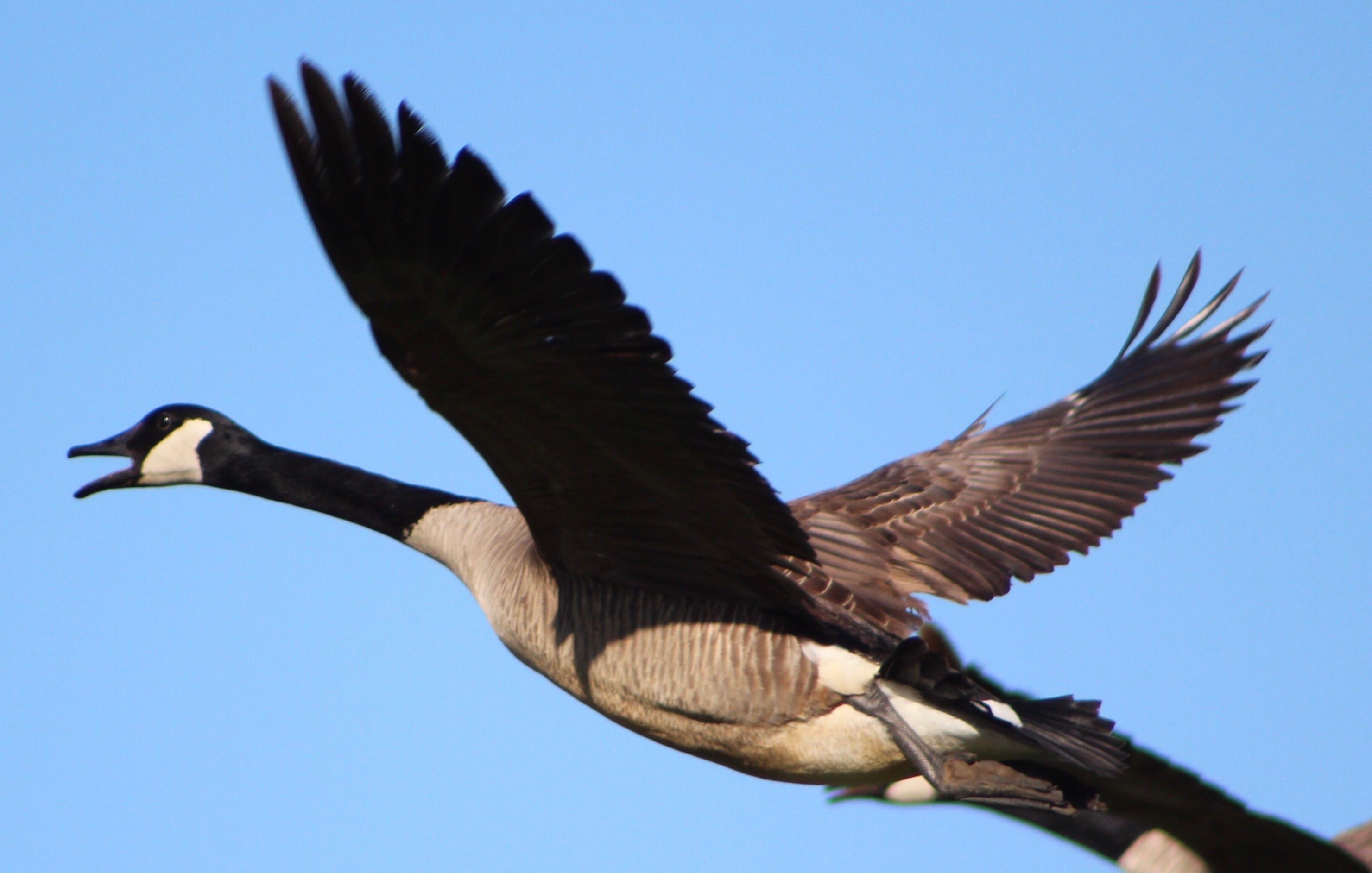 Cold Weather, Waterfowl, and Gunpowder