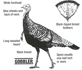 Is it a Jake or a Gobbler?