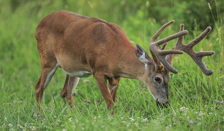 Sweat Equity: How to Prep Your Hunting Grounds in the Dead of Summer